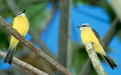 White-throated Kingbird, Marchantaria Island, Amazonas, Brazil, July 2001 - click for larger image