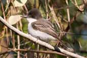 Loggerhead Kingbird, La Guira, Cuba, February 2005 - click on image for a larger view