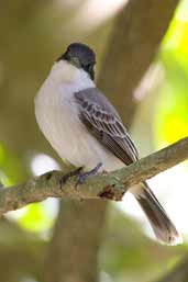 Loggerhead Kingbird, La Guira, Cuba, February 2005 - click on image for a larger view