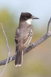 Loggerhead Kingbird, Cayo Guillermo, Cuba, February 2005 - click on image for a larger view