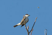 Giant Kingbird looking at a meal, Najasa, Cuba, February 2005 - click on image for a larger view