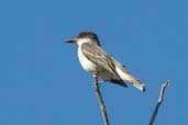 Giant Kingbird, Najasa, Cuba, February 2005 - click on image for a larger view