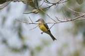 Tropical  Kingbird, Borba, Amazonas, Brazil, August 2004 - click for larger image