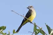 Tropical  Kingbird, Aguas de ão Pedro, São Paulo, Brazil, December 2006 - click for larger image