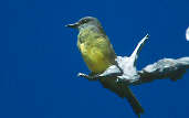 Tropical  Kingbird, Anavilhanas, Amazonas, Brazil, July 2001 - click for larger image