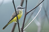 Tropical  Kingbird, Montezuma, Tatama, Risaralda, Colombia, April 2012 - click for larger image