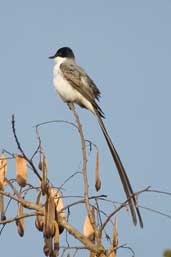 Fork-tailed Flycatcher, Aguas de São Pedro, São Paulo, Brazil, August 2004 - click for larger image