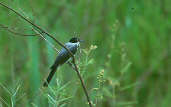 Fork-tailed Flycatcher, Roraima, Brazil, July 2001 - click for larger image