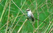 Fork-tailed Flycatcher, Roraima, Brazil, July 2001 - click for larger image