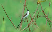 Fork-tailed Flycatcher, Roraima, Brazil, July 2001 - click for larger image