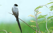 Fork-tailed Flycatcher, Roraima, Brazil, July 2001 - click for larger image