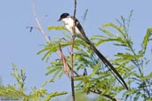 Fork-tailed Flycatcher, Aguas de São Pedro, São Paulo, Brazil, November 2008 - click for larger image