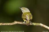 Dwarf  Tyrant-manakin, Cristalino, Mato Grosso, Brazil, December 2006 - click for larger image