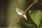 Dwarf  Tyrant-manakin, Cristalino, Mato Grosso, Brazil, December 2006 - click for larger image