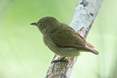 Dwarf  Tyrant-manakin, Sani Lodge, Ecuador, November 2019 - click for larger image