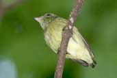 Dwarf Tyrant-manakin, Palmarí, Amazonas, Brazil, September 2003 - click for larger image