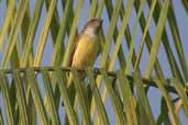 Sulphury Flycatcher, Manaus, Amazonas, Brazil, July 2004 - click for larger image