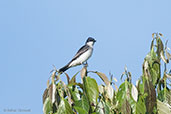 Eastern Kingbird, Otun-Quimbaya, Risaralda, Colombia, April 2012 - click for larger image