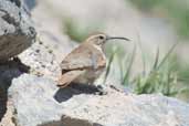 Scale-throated Earthcreeper, Cajon del Maipo, Chile, November 2005 - click for larger image