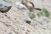 Scale-throated Earthcreeper, Cajon del Maipo, Chile, November 2005 - click for larger image