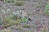 Scale-throated Earthcreeper, Torres del Paine, Chile, December 2005 - click for larger image