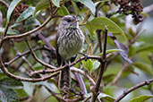 Agile Tit-tyrant, Papallacta Pass, Ecuador, November 2019 - click for larger image