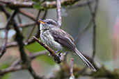 Agile Tit-tyrant, Papallacta Pass, Ecuador, November 2019 - click for larger image