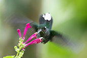 Purple-bibbed Whitetip, Amagusa Reserve, Mindo, Ecuador, November 2019 - click for larger image