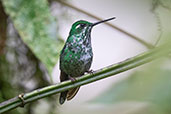 Purple-bibbed Whitetip Setimo Paraiso, Mindo, Ecuador, November 2019 - click for larger image