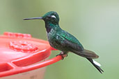 Purple-bibbed Whitetip Setimo Paraiso, Mindo, Ecuador, November 2019 - click for larger image