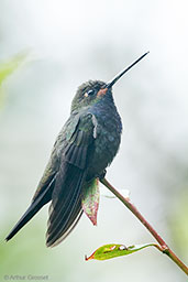 Rufous-gaped Hillstar, Montezuma, Tatama, Risaralda, Colombia, April 2012 - click for larger image