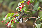 Rufous-gaped Hillstar, Montezuma, Tatama, Risaralda, Colombia, April 2012 - click for larger image