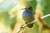 Rufous-gaped Hillstar, Montezuma, Tatama, Risaralda, Colombia, April 2012 - click for larger image