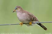 Long-tailed Ground-dove, Pantanal, Mato Grosso, Brazil, December 2006 - click for a larger image