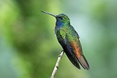 White-tailed Hillstar, Cabanas San Isidro, Ecuador, November 2019 - click for larger image