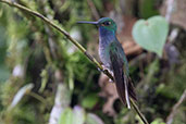 White-tailed Hillstar, Cocodrilos Road, Ecuador, November 2019 - click for larger image