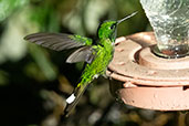 Rufous-vented Whitetip, Wildsumaco Lodge, Ecuador, November 2019 - click for larger image