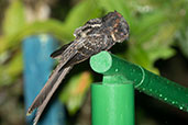 Lyre-tailed Nightjar, Abra Patricia, Peru, October 2018 - click for larger image