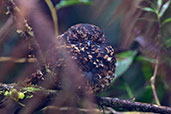 Swallow-tailed Nightjar, Guacamayos Ridge, Ecuador, November 2019 - click for larger image