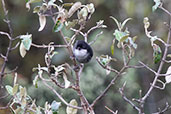 Stolzmann's Tanager, Papallacta Pass, Ecuador, November 2019 - click for larger image