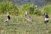 Southern Lapwing, Aguas de São Pedro, São Paulo, Brazil, August 2004 - click for larger image