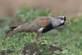 Southern Lapwing, Los Angeles, Chile, November 2005 - click for larger image