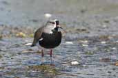 Southern Lapwing, Chiloe, Chile, November 2005 - click for larger image