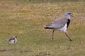 Southern Lapwing, Los Angeles, Chile, November 2005 - click for larger image