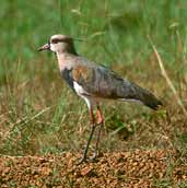 Southern Lapwing, Emas, Goiás, Brazil, April 2001 - click for larger image