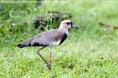 Southern Lapwing, Pantanal, mato Grosso, Brazil, December 2006 - click for larger image