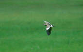 Southern Lapwing, Botanic Gardens, Curitiba, Paraná, Brazil, July 2001 - click for larger image