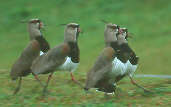 Southern Lapwing, Botanic Gardens, Curitiba, Paraná, Brazil, July 2001 - click for larger image