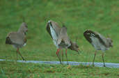 Southern Lapwing, Botanic Gardens, Curitiba, Paraná, Brazil, July 2001 - click for larger image