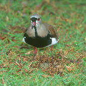 Southern Lapwing, Botanic Gardens, Curitiba, Paraná, Brazil, July 2001 - click for larger image